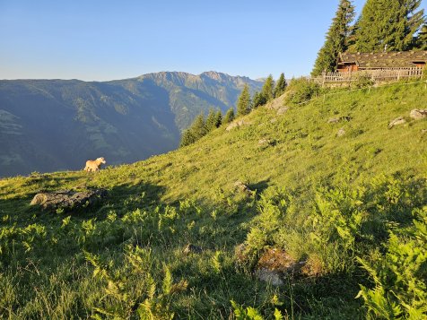 Vorschau